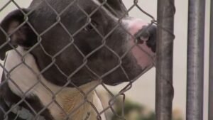 Shelter-Dog-ACCT-1.jpg