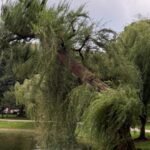 A long time-old weeping willow collapses in Boston Public Backyard