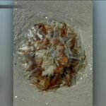 Beachgoers categorical concern as jellyfish wash up on Nahant Seashore – Boston Information, Climate, Sports activities
