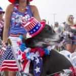 Is your pet afraid of fireworks? The right way to maintain them secure for the Fourth