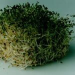 Alfalfa sprouts linked to meals poisoning in 15 states, CDC says – NBC New York
