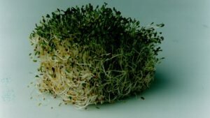 ALFALFA-SPROUTS.jpg
