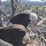 What’s subsequent for bald eagle Shadow after mate Jackie’s demise? – NBC Los Angeles