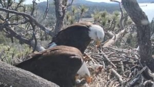 Big-Bear-Eagle-Chickj-1.jpg