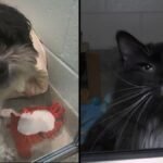 Mass. lawmakers debate ban on pet shops promoting canines and cats – NBC Boston