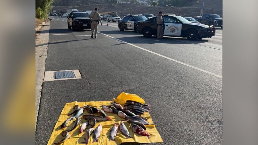 chp-catfish-1.jpg