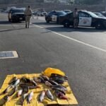 A number of catfish noticed on Baldwin Park street – NBC Los Angeles