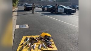 chp-catfish-1.jpg