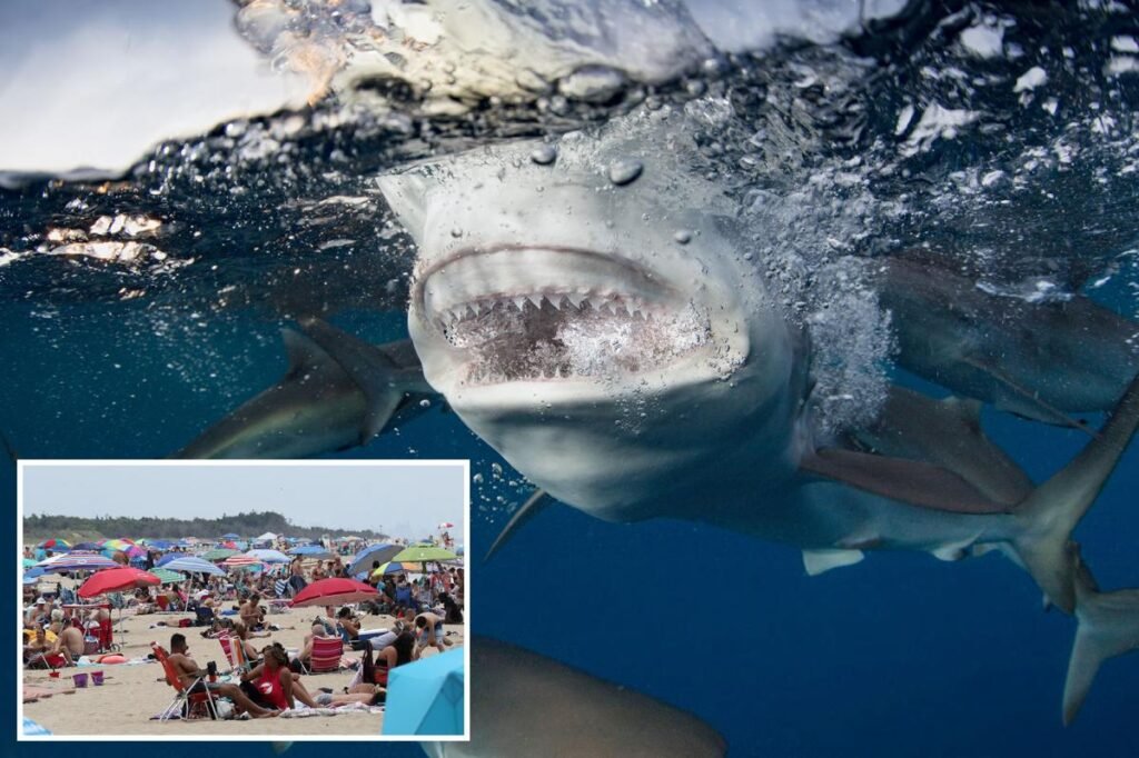cuban-waters-support-diversity-sharks-136746616_84c6dd.jpg