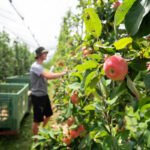 Main fruit grower lays off practically 1,000 staff