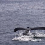 Past the Massive 5: Uncover the Wider World of Wildlife