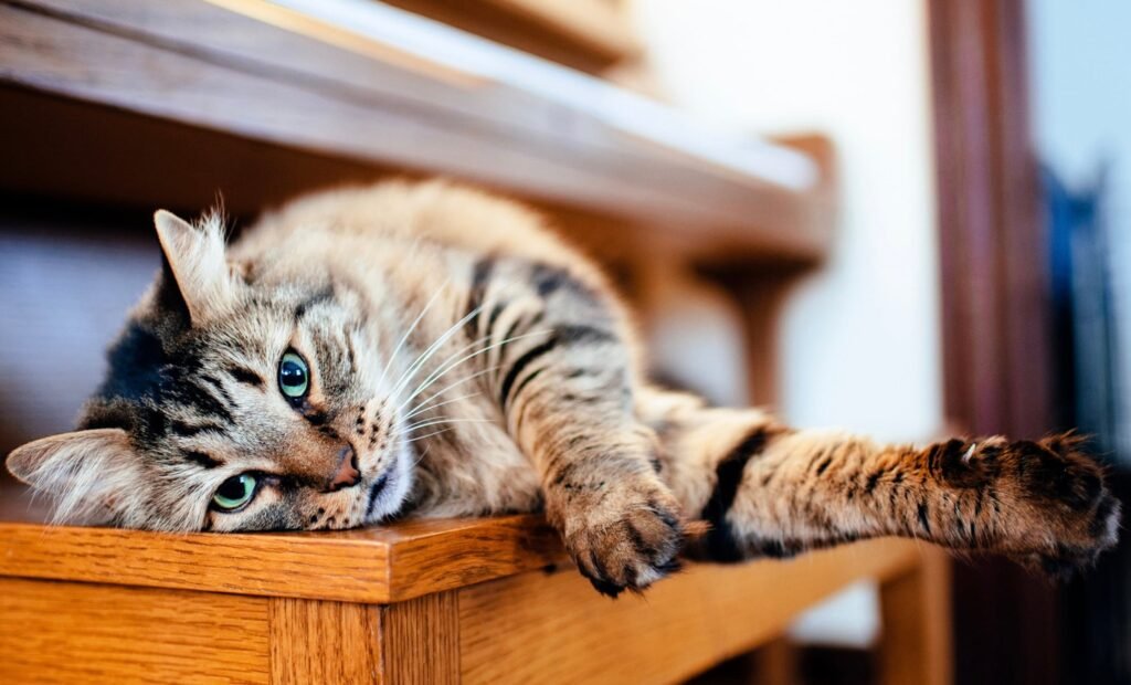cat-piano-2.jpeg