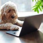 We Must Discuss About Wednesday’s Doggone Connections Puzzle