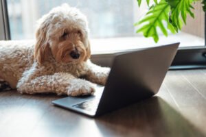 dog-at-computer-GettyImages-1515028183-1.jpg
