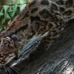 Bolivia’s new wild cat species attracts guests