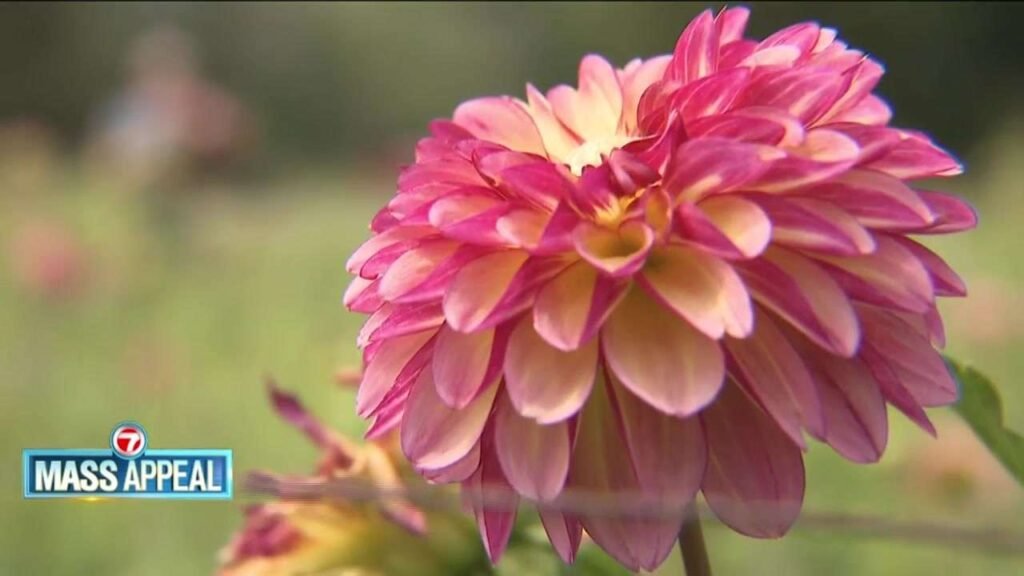mass-appeal-flowers.jpg