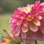 mass-appeal-flowers.jpg