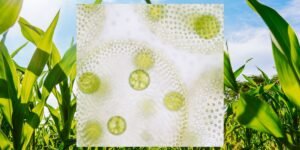 microbe-fertilizer.jpg