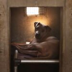 Newsom indicators invoice to assist abused canines and cats keep away from lengthy kennel stays