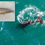 Scientists seek for solutions as child whales wash up useless in Argentina