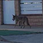 DNA assessments match euthanized coyote to bitten toddler in Atwater Village – NBC Los Angeles