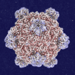 Roundtables: A Dialog With the Creator of AI-Designed Viruses