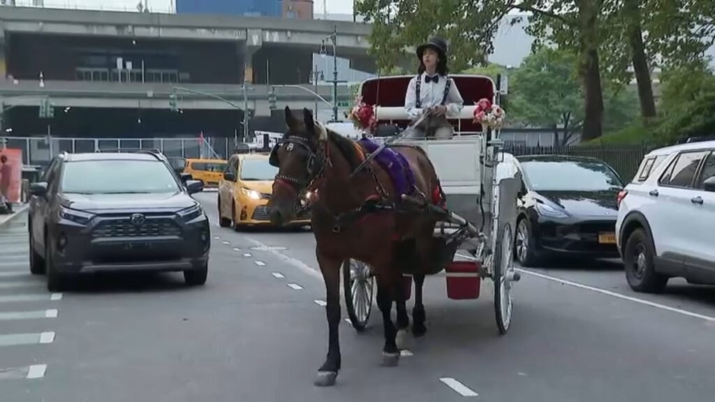 carriage-horse-nyc.jpg