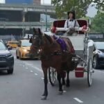 Metropolis Council to vote on invoice to ban horse carriage rides in NYC – NBC New York