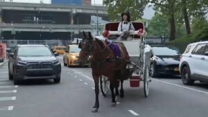 carriage-horse-nyc.jpg