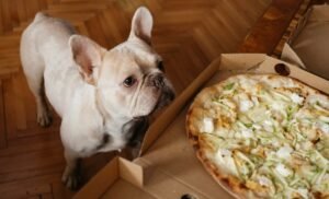 dog-pizza-1.jpg