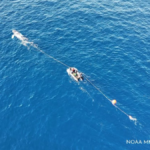 Responders assist whale entangled in fishing line off San Clemente – NBC Los Angeles