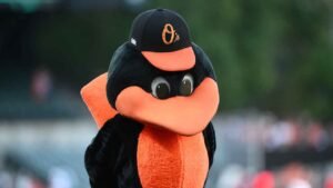 oriole-bird.jpg